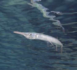 Needlefish. Sharks bay. D200, 20mm. by Derek Haslam 